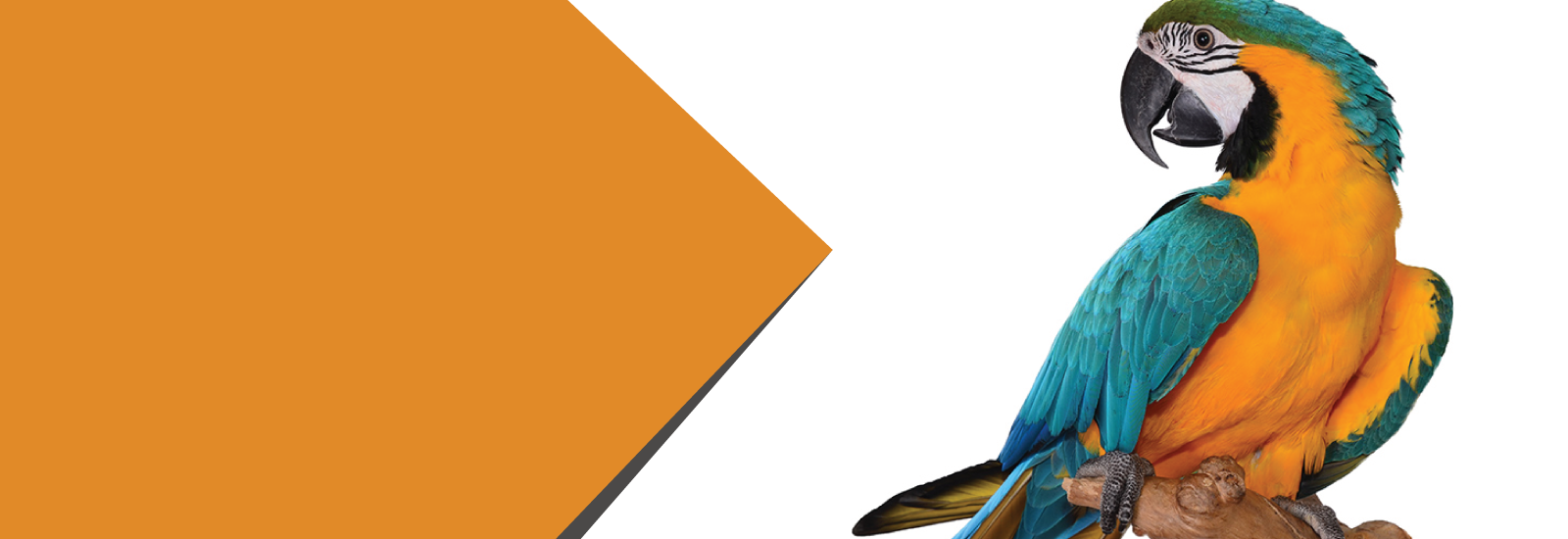 London Bird Shop For the Birds You Love